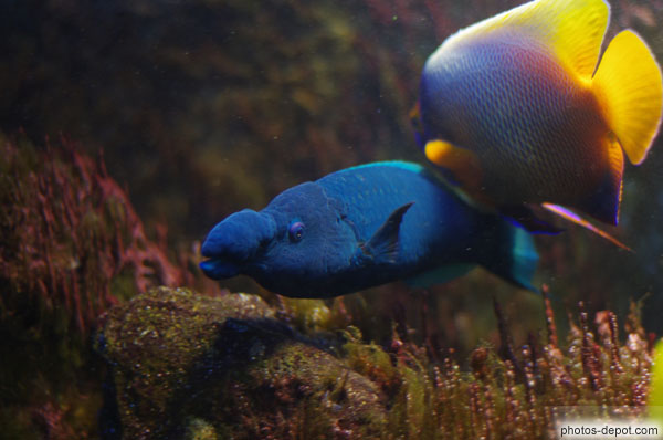 photo de Labre Oiseau