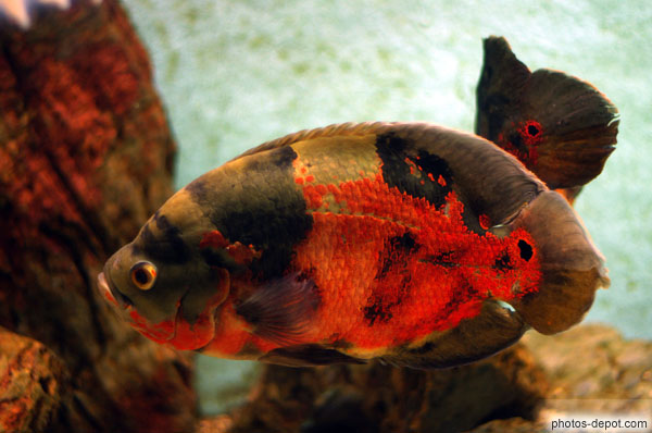 photo de poisson aux Ã©cailles rouges et noires