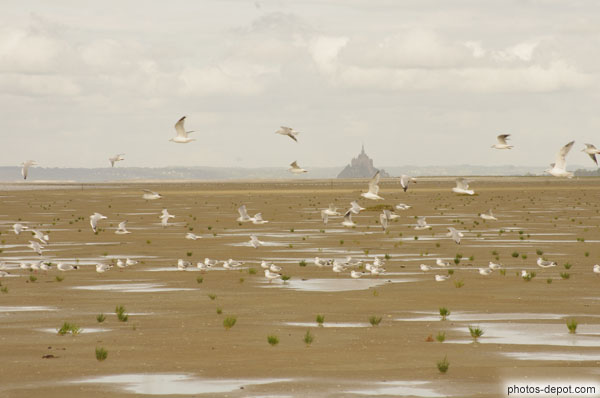 photo de grève du mont et mouettes