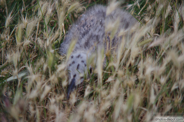 photo de bébé goéland tapis dans l'herbe