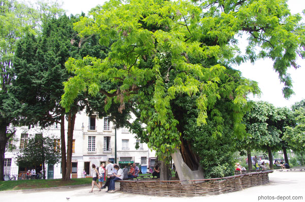 photo de Ce faux acacia est le plus viel arbre de Paris