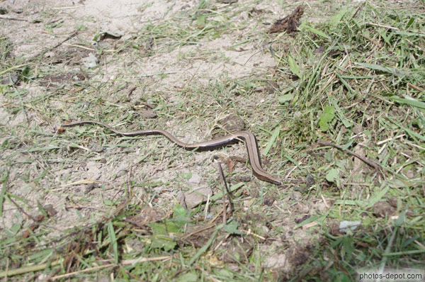 photo de serpent
