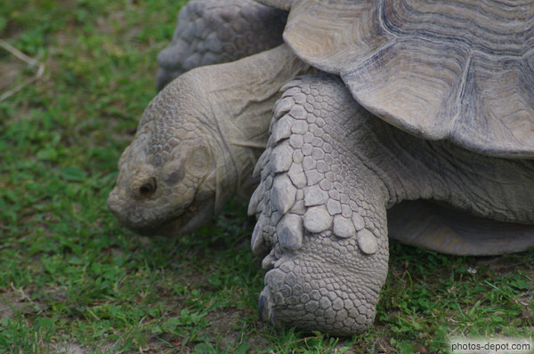photo de tortue à éperon géante