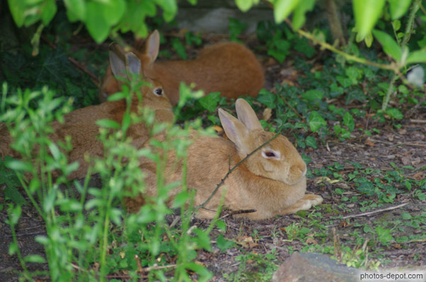 photo de lapins