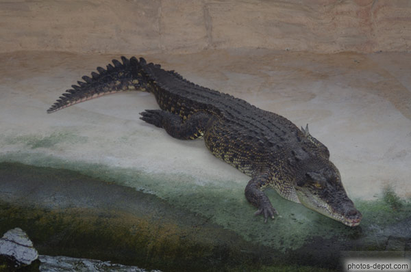 photo de crocodile marin