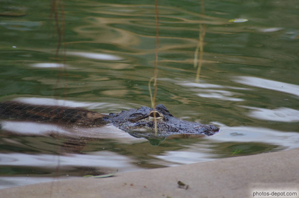 photo de tête de crocodile dans l'eau