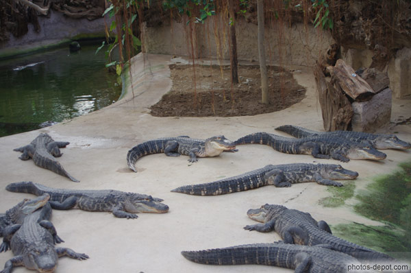 photo de crocodiles
