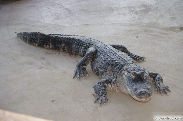 photo de gros crocodile