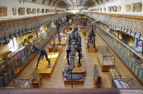 photo de grande Galerie d'ostéologie du Muséum National d'Histoire naturelle