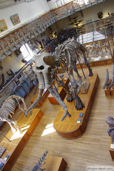 photo de squelette animaux prehistoriques