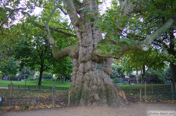 photo de tronc noueux du plus vieil arbre de Paris,