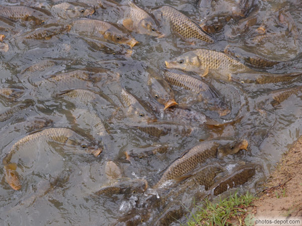 photo de Poissons grouillent