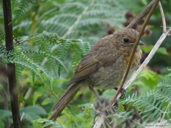 photo de petit oiseau sur la branche