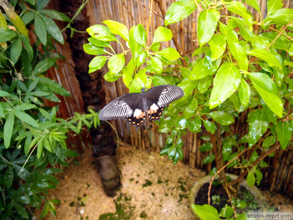 photo de Papilio lowi, papillon Indonésie
