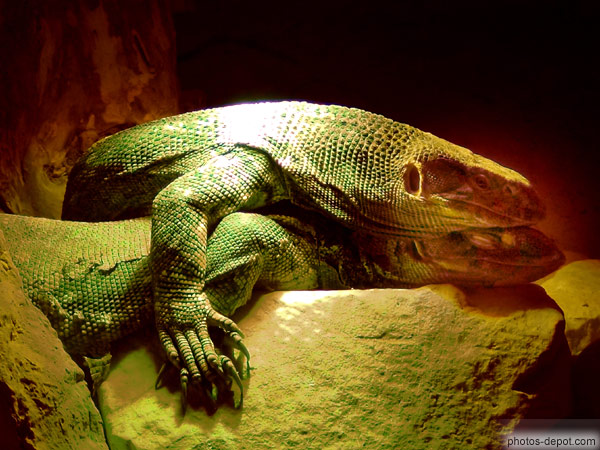 photo d'Amour de reptiles