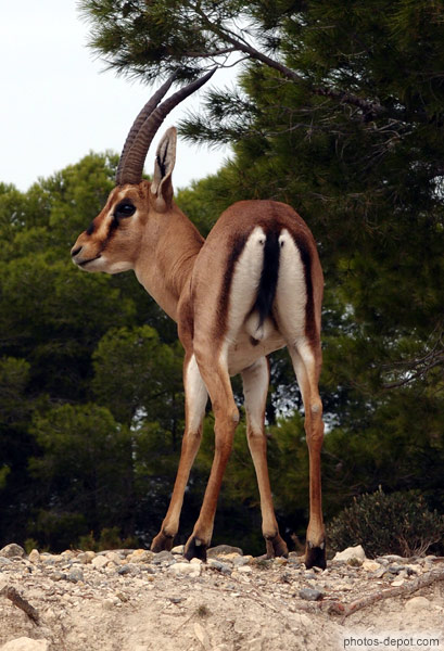 photo d'Antilope de dos
