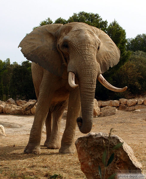 photo d'Elephant d'Afrique de face