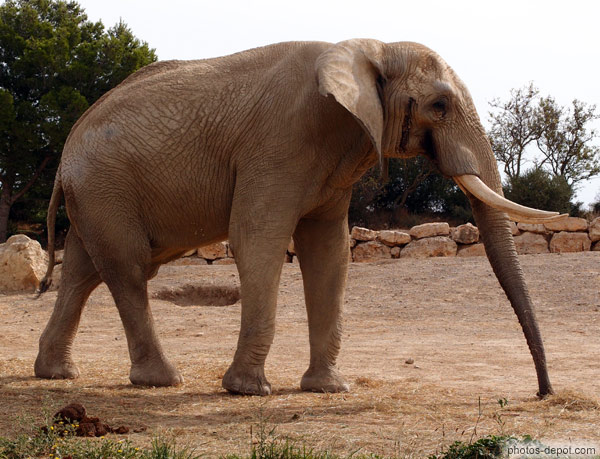photo d'Eléphant d'Afrique trompe tendue