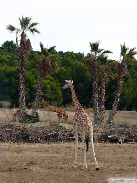 photo de Girafes