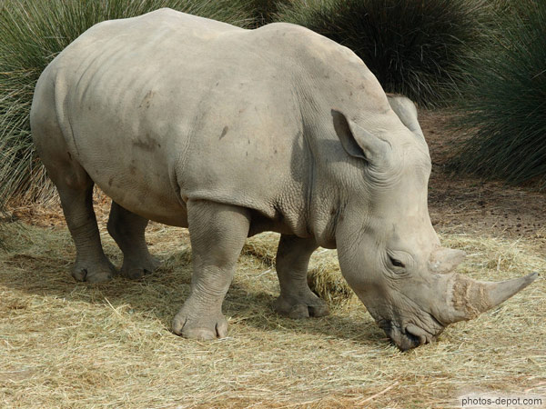 photo de Rhinocéros blanc
