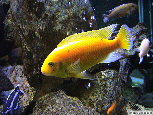photo de poisson jaune