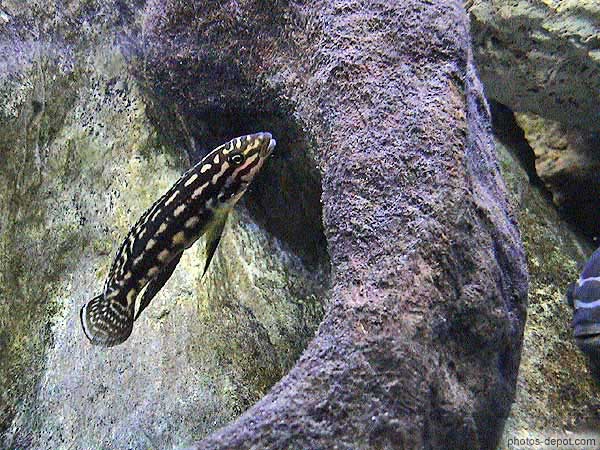 photo de poisson zebré