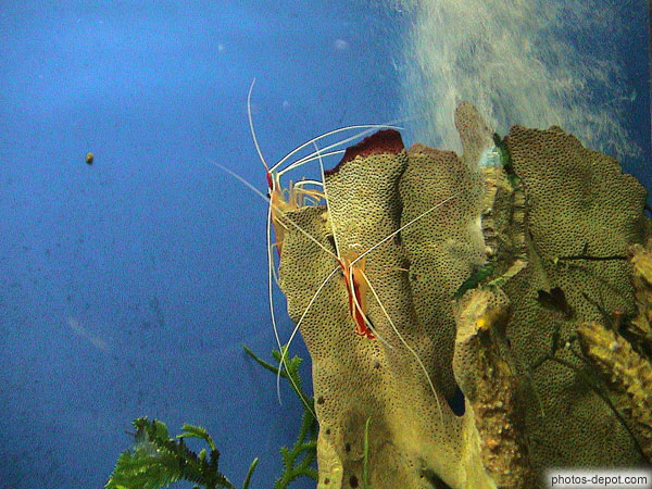 photo de crevettes nettoyeuses