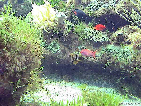 photo de poissons d'aquarium