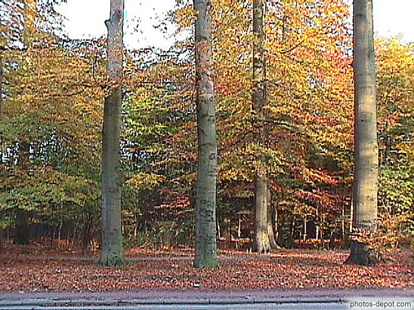 photo d'arbres en automne