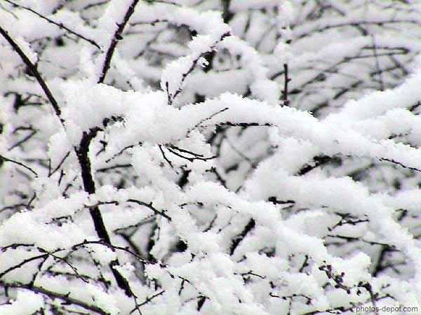 photo de branches recouvertes de neige