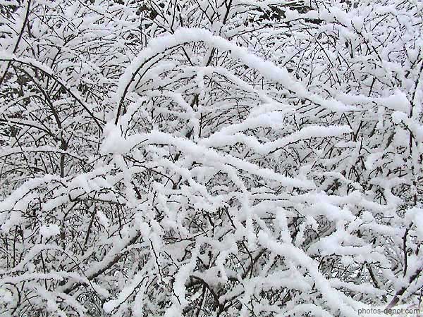 photo de branches recouvertes de neige