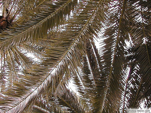photo de branches de palmier