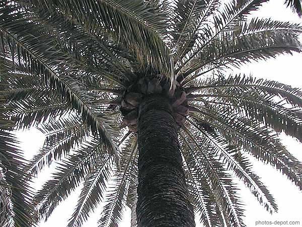 photo de palmier