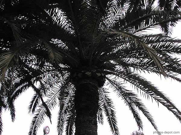photo de cime de palmier