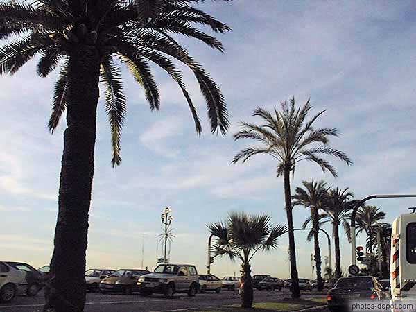 photo de palmiers