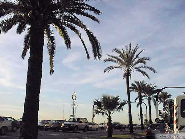 Palmiers France, Provence, Nice, Photo 2000