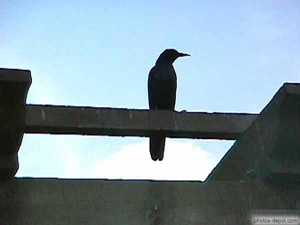 photo de corbeau