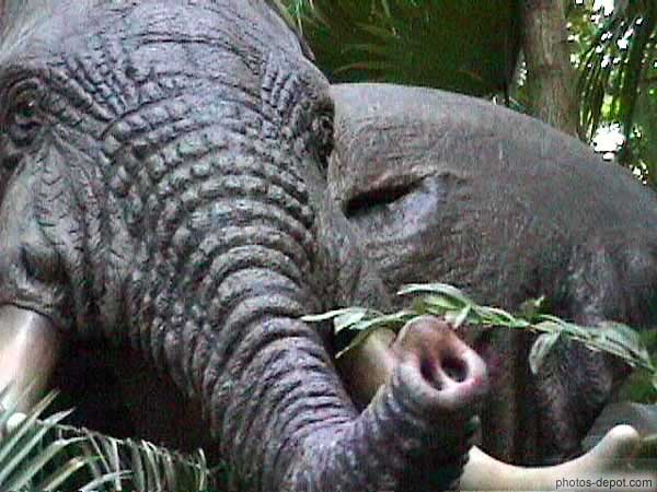 éléphant USA, Floride, Disney Park, Photo 1998