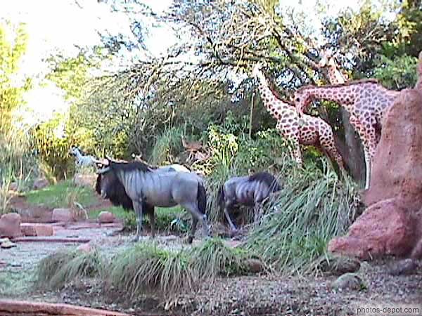 Buffles et giraffes USA, Floride, Disney Park, Photo 1998