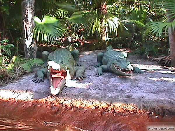 photo d'alligators