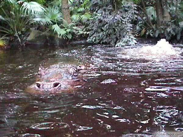 Hippopotame USA, Floride, Disney Park, Photo 1998