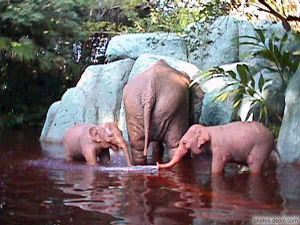 éléphanteaux USA, Floride, Disney Park, Photo 1998