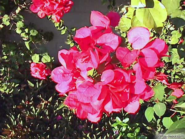 photo de fleurs rouges