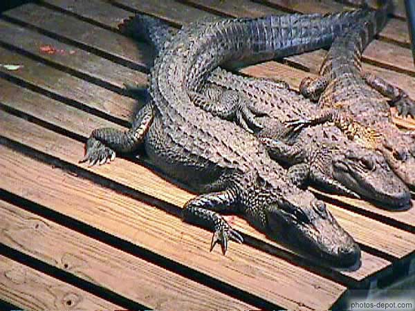 photo d'alligators