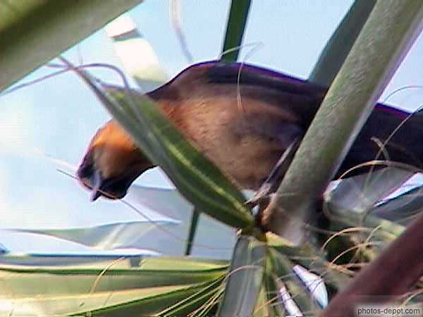 photo d'oiseau sur un palmier