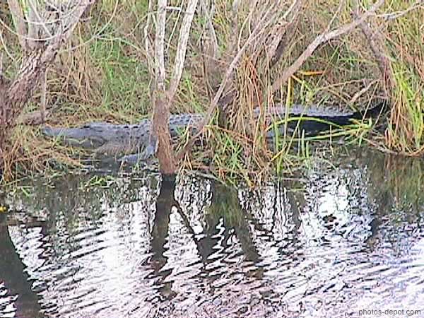 photo d'Alligator américain dans les marais