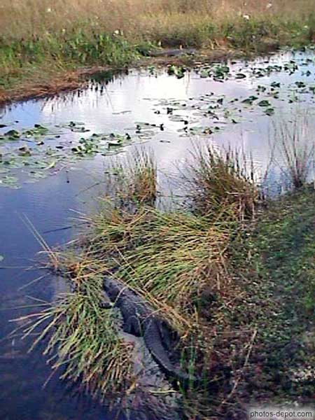 photo d'Alligator Américain au bord d'un étang