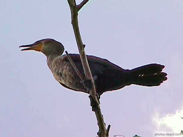 photo d'oiseau sur la branche