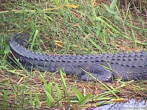 photo de queue d'alligator
