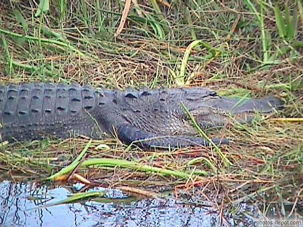 photo de tête d'alligator